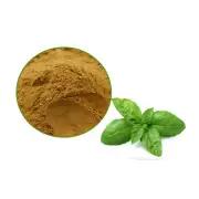 Tulsi (Holy Basil) Extract Powder 30:1 - Ocimum basilicum L. Extract Powder.