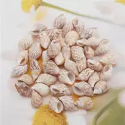 30 pcs Natural Tiny Seashells Conch Shells Beach Wedding Nautical Decor 1-2 cm