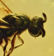 Torymidae - Metallic Green Wasp! Fossil insect inclusion in Burmese Amber