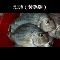 在飛比找蝦皮購物優惠-【澎湖直送】野生班頭魚 黃錫魚 極致新鮮 600g