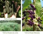Velvet Beans (Mucuna pruriens) Whole Beans Or Powder! Price Is Per Oz.