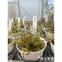 在飛比找蝦皮購物優惠-麗加-露鏡-極限量精品-多側枝小叢生盆-多肉植物-此品為偏喜