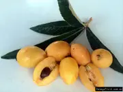 Buy Dwarf Loquat Bessell Brown Fruit Tree - Eriobotrya japonica