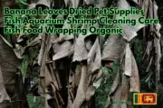 Dried Banana Leaf's Anti Bacteria Relieve stress Fish Aquarium Free Delivery