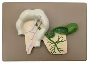 Human Pancreatic Duct Model - Mounted on Base, 10" x 7" - Eisco Labs