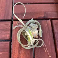 在飛比找蝦皮購物優惠-森鹿奇境 | 電捲 Tillandsia streptoph