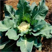 Cauliflower - 'Selection 174' seeds