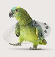 KVP Elizabethan Bird Saf-T Avian Cone Neck E-Collar 3.5-4" 10 Diameter SS410XS