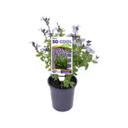 140mm Salvia - Salvia So Cool Lilac