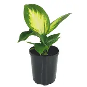 125mm Tropic Marianne - Dieffenbachia maculata
