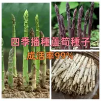 在飛比找蝦皮購物優惠-新店大酬客🔥 【四季播種蘆筍種子】三個顏色蘆筍 高產蘆筍一次