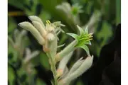 KANGAROO PAW 'Green' / ANIGOZANTHOS FLAVIDUS seeds *NATIVE*
