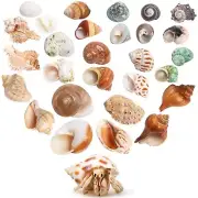 Hermit Crab Shells 14 PCS 14 Kinds Opening Size 0.5"-1.4" Natural Seashell Su...
