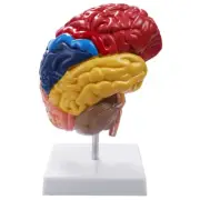 Cerebral Anatomical Model Anatomy 1:1 Half Brain Brainstem Teaching Lab6746