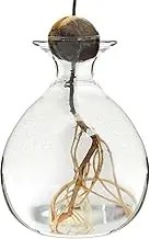 Glass Avocado Hydroponic Vase, Desktop Propagation Station, Fully Transparent Growing Planter Terrarium With Narrow Opening, Air Planter, Small Plant Pot for Gardening Lovers
