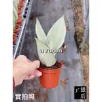 A ROOM（台灣出貨）銀后虎尾蘭3吋-質感氣質高雅雪白銀白綠色植物觀葉植物室內室外好栽種好養懶人植物植栽