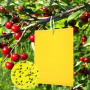 20 Pcs Sticky Traps, Fruit Sticky Fly Paper Stickers Gnat Bug Traps Rectangle Ye