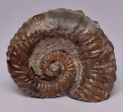 AMMONITE FOSSIL, TROPAEUM JACKII, WALSH RIVER, AUSTRALIA F328