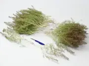 Scale Ho / Oo / Tt / N/Z Zeechium-Aristata Teloxis-Sea Foam-Sea Moss 80 Branches