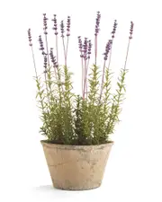 Napa Home & Garden French Lavender Potted
