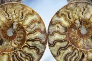 Large Ammonite Pair Crystals 110myo Dinosaur age Fossil 204mm XXL 8.1" 4337bb