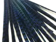 50 Pieces -18-22" Blue Dyed Over Natural Long Ringneck Pheasant Tail Feather