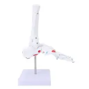 Human Foot Joint Model Life Size Foot Model Human Foot Skeleton Model For Te WPD