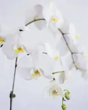 Phalaenopsis Orchids - Medium (Sizes: Regular, City: Melbourne)