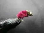 1 DOZEN BEAD HEAD RED WINE NYMPHS FOR FLY FISHING-BH-21