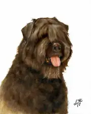 ✿ ORIGINAL Oil Dog Portrait Painting BOUVIER DES FLANDRES Artist Signed Artwork
