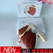Life Size Human Shoulder Joint Model Skeleton Model Human Anatomymodel⇧