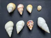 #5 Florida land snail shells mix of 8 different mostly B.H. & P.C 18.7mm-56.8mm