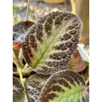 喜蔭花｜EPISCIA ｜🌿植悟誌 4.5吋吊盆