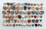 73 Natural ❤️ Heart Shaped Shell Fragments 1" Love seashells beach art craft USA
