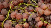 Buy Grape Vine - Red Globe, Vitis vinifera