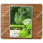 雪翠高麗菜種子(約1000粒) 原包裝 雪翠2號 甘藍 一代交配