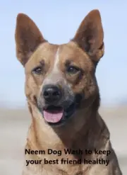 Neem 20L Dog & Kennel Wash (FREE postage anywhere in Australia)