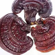 Ganoderma Lucidum Lingzhi Ganoderma Lucidum Pieces Reishi Mushroom Slices Lingzhi Chinese Organic Ganoderma Slice Reishi Mushroom Ganoderma Lucidum Lingzhi Ganoderma Lucidum Mushrooms (1000 Grams /2.20 lbs)