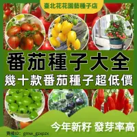 在飛比找蝦皮購物優惠-【番茄種子大全】帝皇黃櫻桃番茄種子 香甜水果番茄 五彩紫玉番