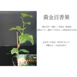 心栽花坊-黃金百香果/3吋/百香果品種/水果苗/售價100特價90