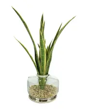 Creative Displays Snake Plant Arrangement