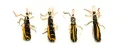 Litterboy Beetles - Cat Toys cats love. Attach to Popular Wand/ Pole Toys -