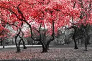 Abstract Red And Black and White Garden Canvas wall art home decor Canvas Print