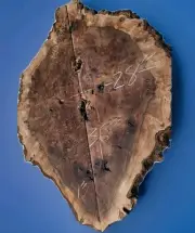 Pacific Black Walnut Bookmatch burl, EXTREME GRAIN, Table top, Wall Art,