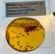 A101 BU419 Big Cockroach in 10gram authentic Burmese Amber (Myanmar) ~99 million