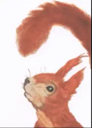 Squirrel Art Greeting Card Sonia Rollo Call of the Wild NEW Made in England Fine