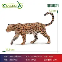 在飛比找露天拍賣優惠-貓玩具CollectA貓科動物 仿真模型玩具 獅子鬣狗老虎雪