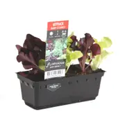 Lettuce Baby Combo Punnet - Letuca sativa