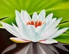 White Lotus Painting