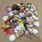 500g Mixed Beach SeaShells Mix Sea Shell Craft Natural Aquarium Fish Tank Decor